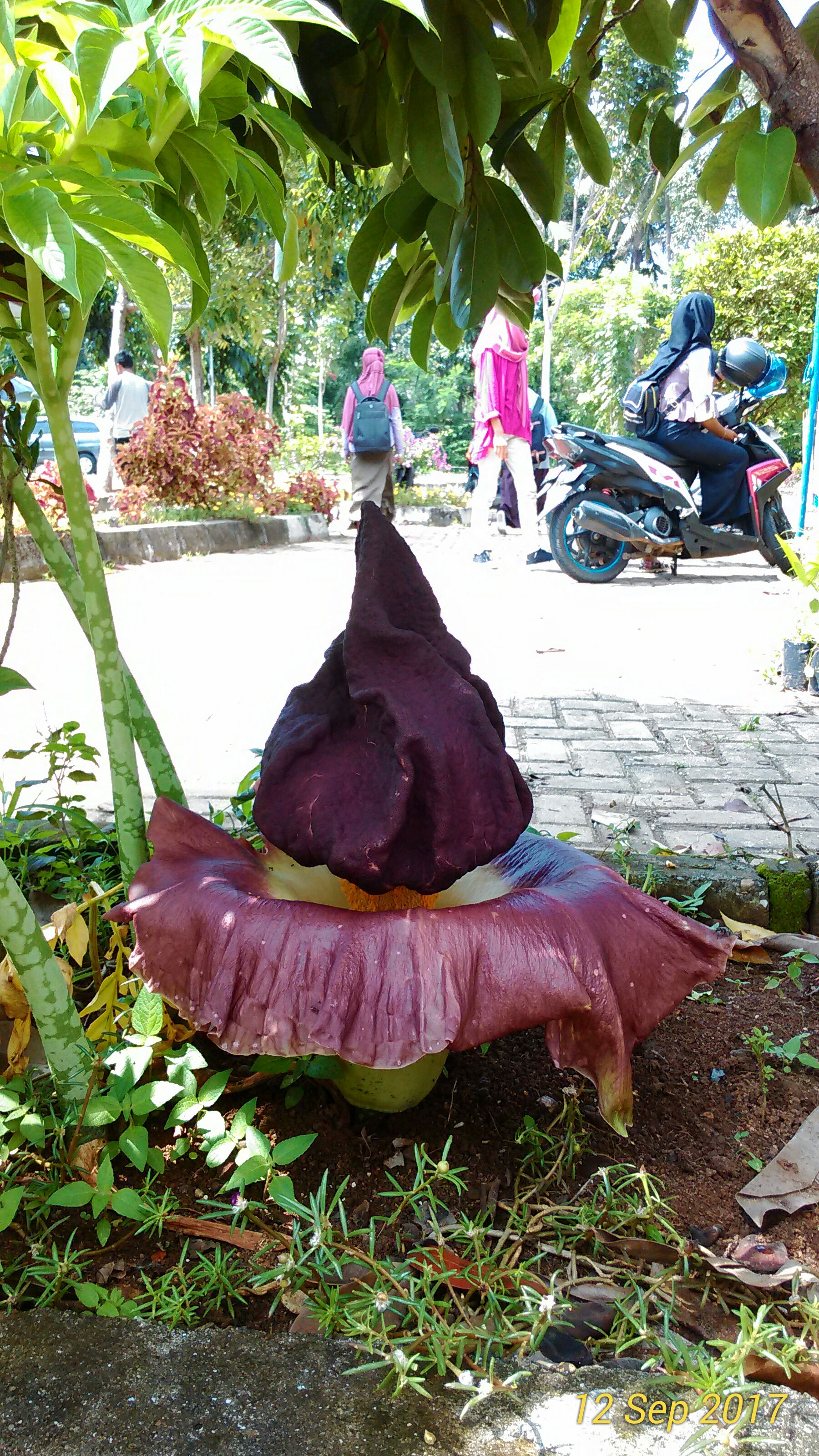 Bunga Bangkai Amorphophallus Paeoniifolius Mekar di UNIB