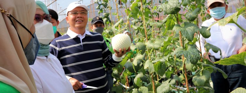 Gubernur dan Rektor Panen Melon Premium Petani Milenial FP UNIB