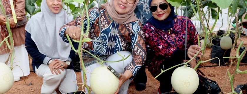 Meriahkan Dies Natalis Ke-41, Fakultas Pertanian Panen Raya Melon Parcel